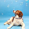 dog, bubbles, blue_background, curious, lying_down, fluffy, pet, studio_photo, playful, canine, brown_and_white, looking_up, isolated, clean_background, domestic_animal, animal_portrait, whimsical, soft_lighting, still_life, indoor