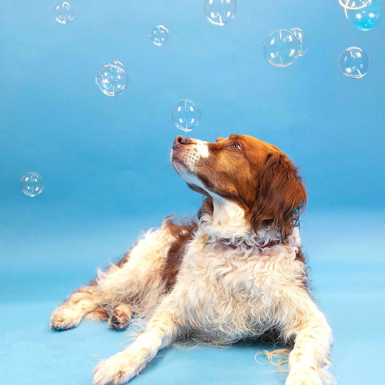 Archie participe au concours pour gagner de l'argent avec cette photo : dog, bubbles, blue_background, curious, lying_down, fluffy, pet, studio_photo, playful, canine, brown_and_white, looking_up, isolated, clean_background, domestic_animal, animal_portrait, whimsical, soft_lighting, still_life, indoor