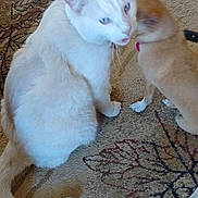 Dottie joined the competition — help win amazing prizes! cat, cats, white_cat, orange_cat, pet, animal, feline, indoor, carpet, patterned_carpet, sitting, standing, blue_eyes, whiskers, tail, fur, kitten, home, floor, portrait