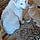 Dottie