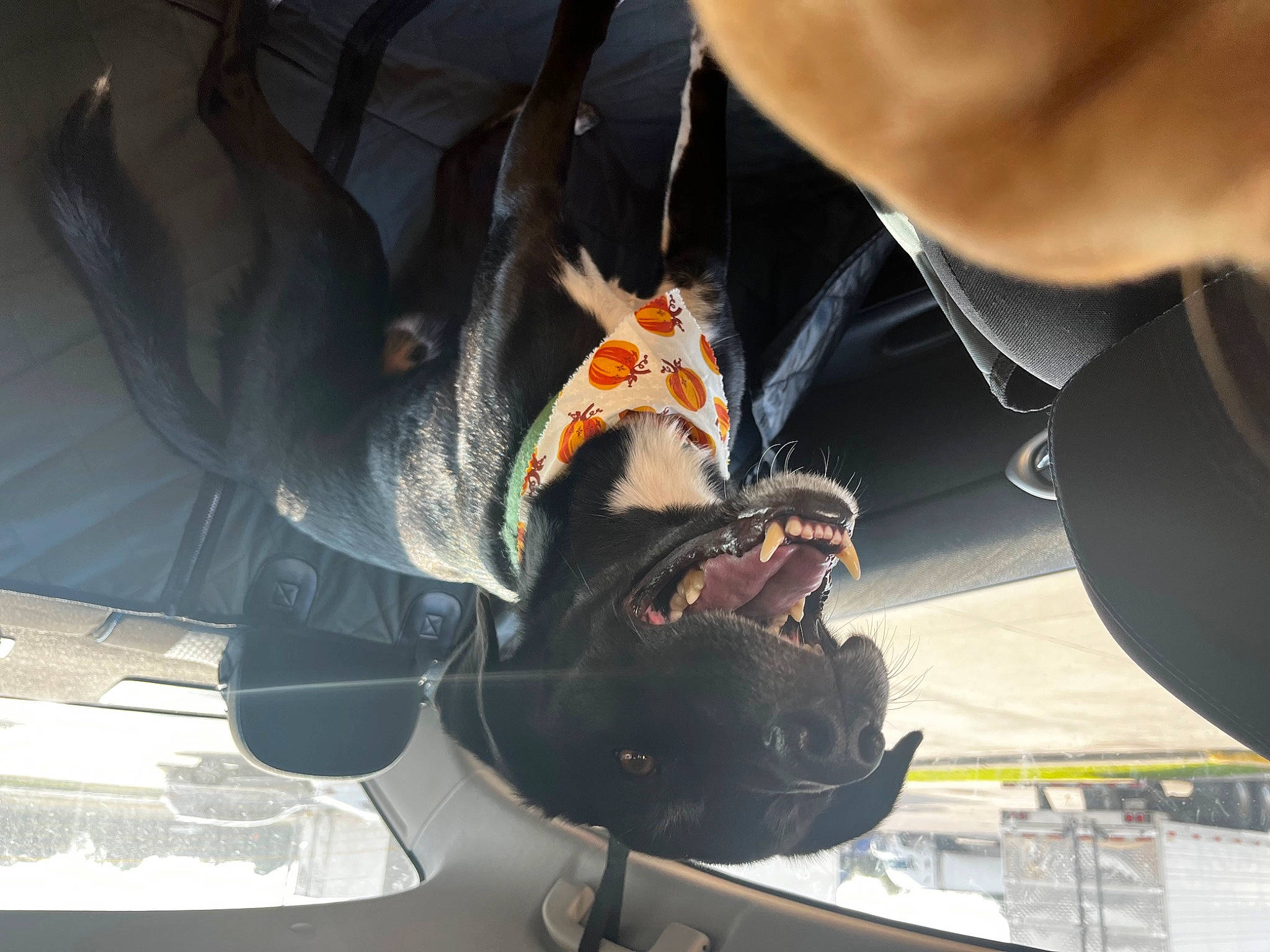 Bacon joined the competition — help win amazing prizes! auto_part, automotive_design, automotive_exterior, automotive_lighting, automotive_tire, aviation, bumper, carmine, gas, glass, glove, helmet, hood, metal, motor_vehicle, personal_protective_equipment, service, vehicle, vehicle_door, windshield