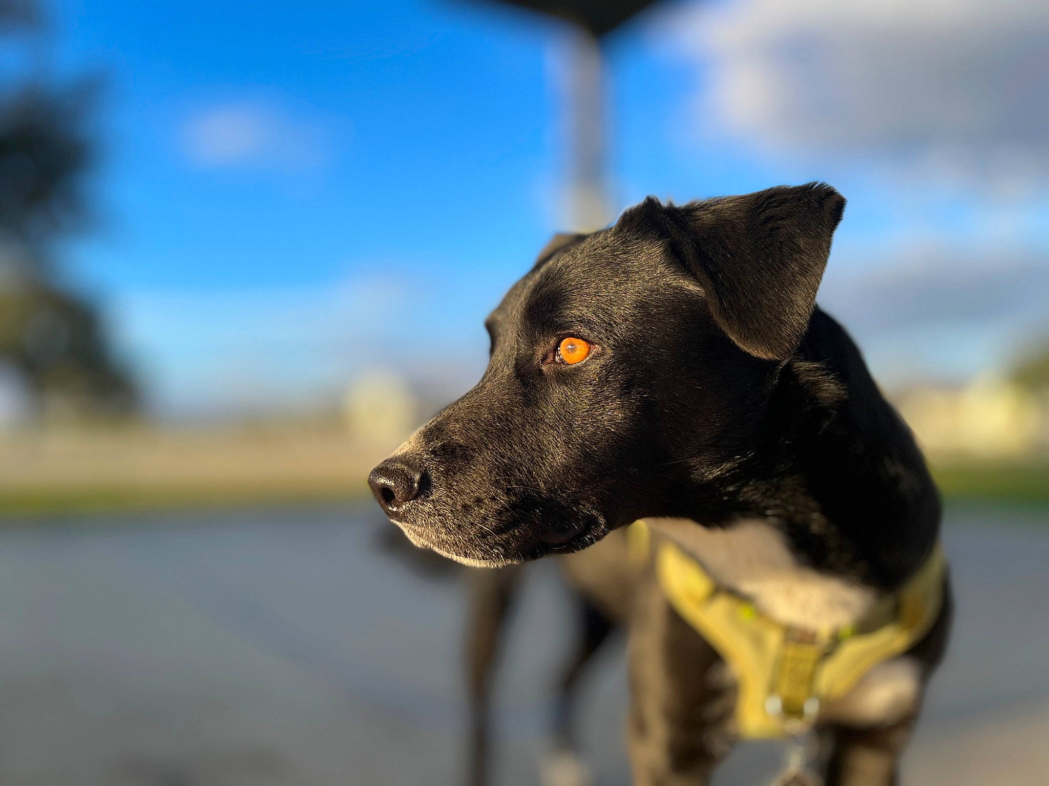 Bacon joined the competition — help win amazing prizes! borador, canidae, carnivore, cloud, collar, companion_dog, dog, dog_breed, dog_collar, electric_blue, fashion_accessory, fawn, guard_dog, leash, sky, snout, sporting_group, whiskers, working_animal, working_dog