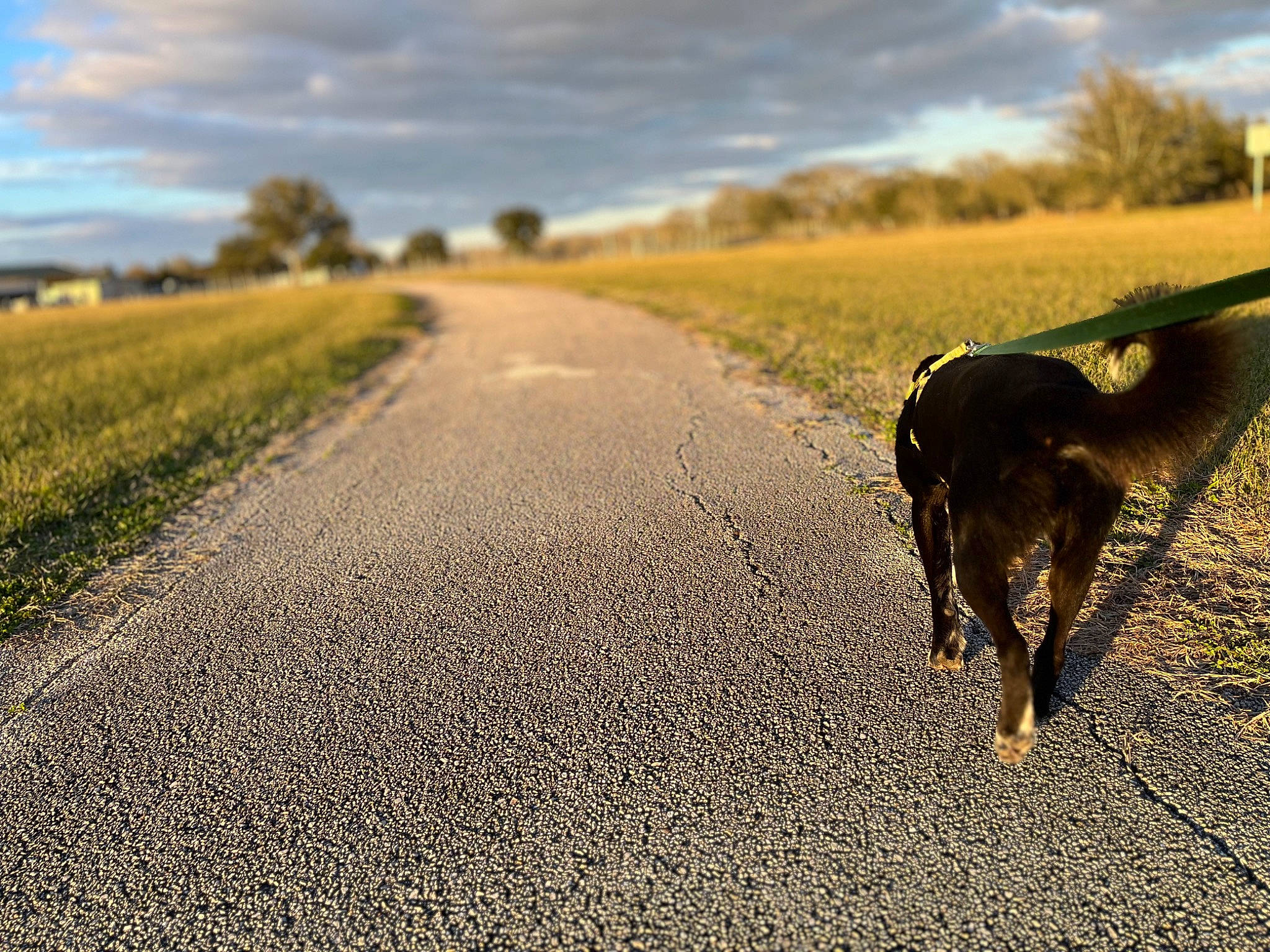 Bacon joined the competition — help win amazing prizes! asphalt, carnivore, cloud, dog, dog_breed, fawn, grass, grassland, horizon, landscape, morning, natural_landscape, plant, road, road_surface, sky, sunlight, tail, tree, working_animal