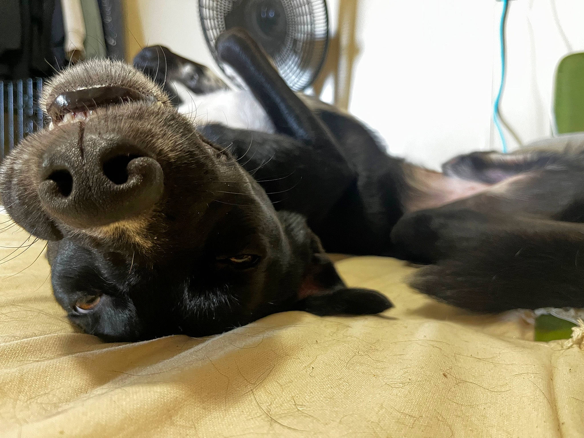 Bacon joined the competition — help win amazing prizes! canidae, carnivore, comfort, companion_dog, dog, dog_breed, ear, fawn, fur, guard_dog, liver, nap, paw, snout, sporting_group, tail, terrestrial_animal, whiskers, working_animal, wrinkle