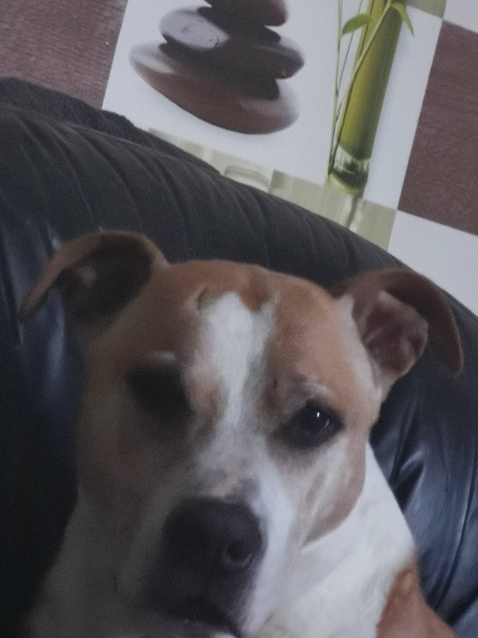 Eros a rejoint le concours — aidez-le/la à gagner de superbes lots ! canidae, carnivore, collar, comfort, companion_dog, couch, dog, dog_breed, ear, fawn, flowerpot, fur, irishjacks, non_sporting_group, puppy, sporting_group, terrestrial_animal, whiskers, wood, working_animal