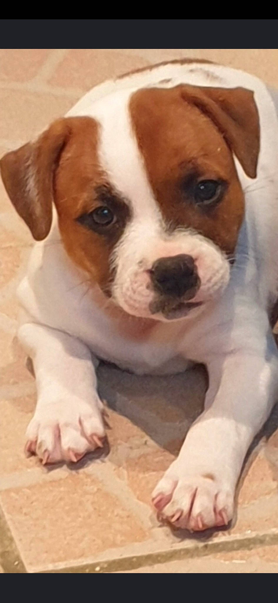 Stella participe au concours pour gagner de l'argent avec cette photo : ancient_dog_breeds, bulldog, canidae, carnivore, companion_dog, dog, dog_breed, dog_collar, fawn, fur, molosser, paw, puppy, puppy_love, snout, sporting_group, terrestrial_animal, whiskers, working_animal, working_dog