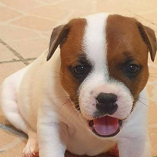 Stella a rejoint le concours — aidez-le/la à gagner de superbes lots ! ancient_dog_breeds, bored, canidae, carnivore, collar, companion_dog, dog, dog_breed, dog_collar, fawn, fur, non_sporting_group, paw, puppy_love, sporting_group, whiskers, working_animal, working_dog