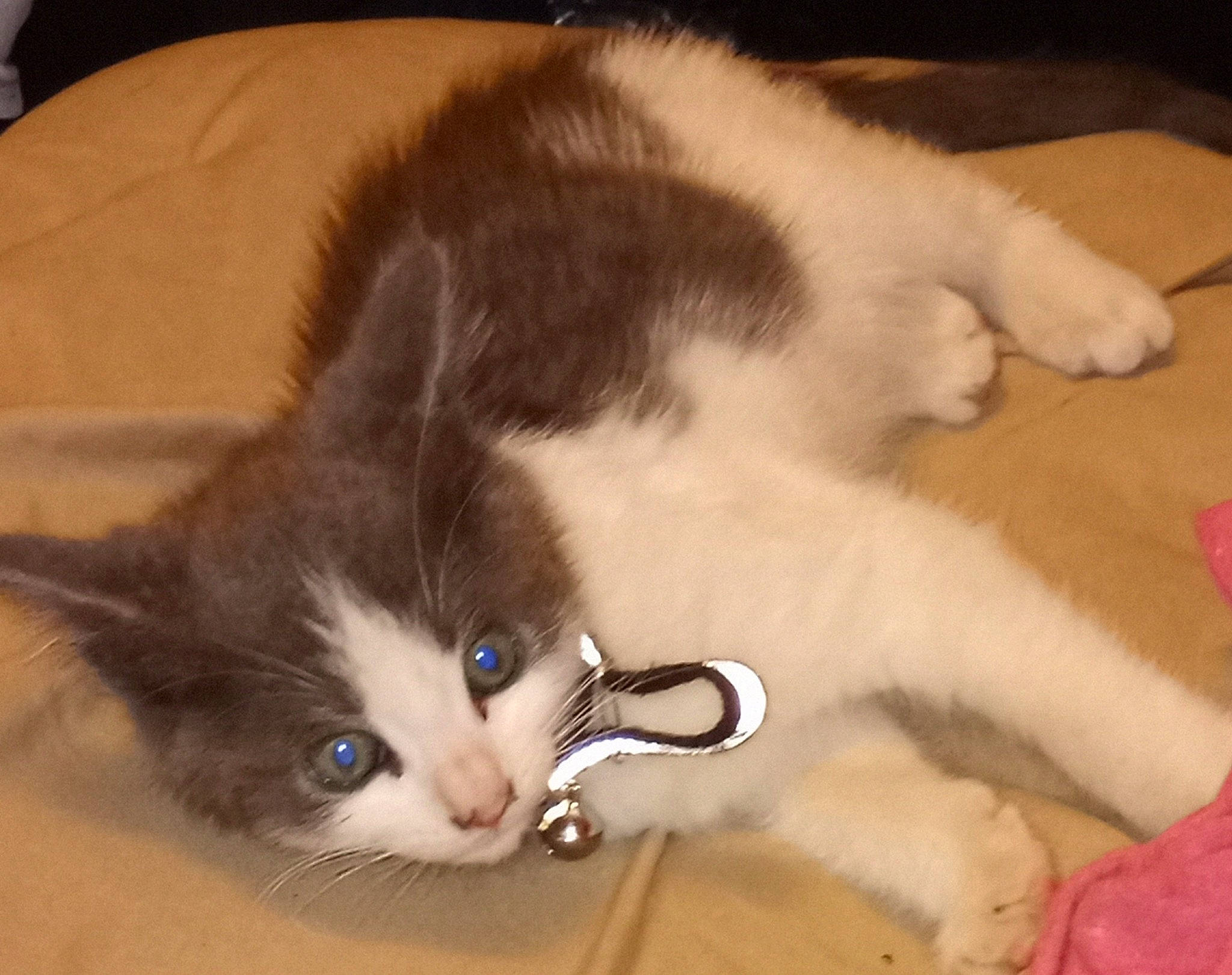 Rocky joined the competition — help win amazing prizes! carnivore, cat, claw, comfort, domestic_short_haired_cat, felidae, flooring, foot, fur, hardwood, lap, mammal, paw, small_to_medium_sized_cats, snout, tail, vertebrate, whiskers