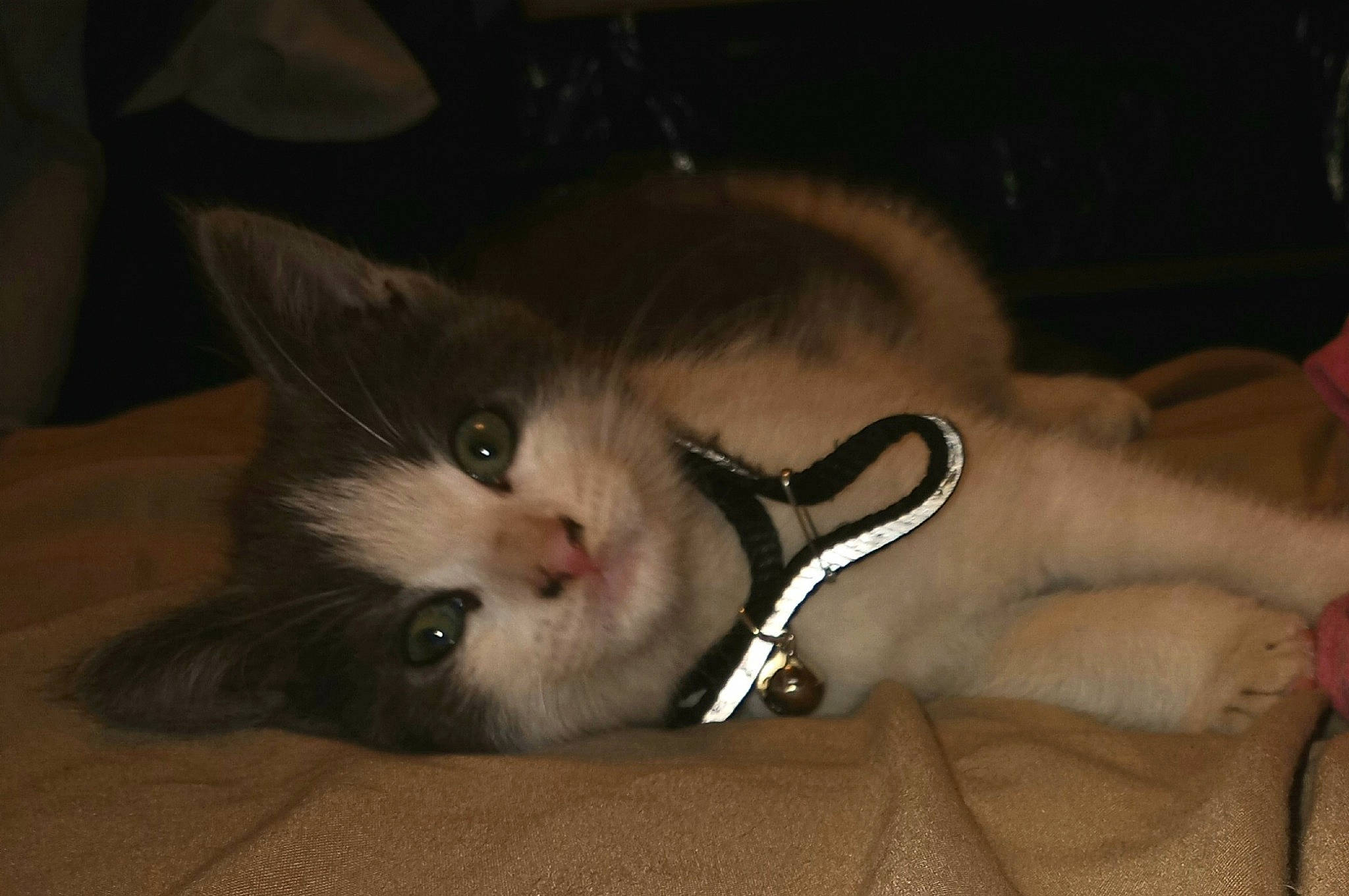 Rocky joined the competition — help win amazing prizes! box, carnivore, cat, claw, comfort, darkness, domestic_short_haired_cat, ear, fawn, felidae, fur, grey, paw, small_to_medium_sized_cats, snout, tail, whiskers