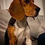 animal, beagle, canine, dog, hound, pet, pointer, puppy