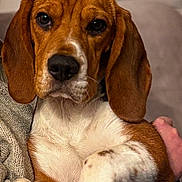 Valko participe au concours pour gagner de l'argent avec cette photo : animal, baby, beagle, canine, dog, hound, person, pet, puppy, snout