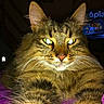 Ganja participe au concours pour gagner de l'argent avec cette photo :