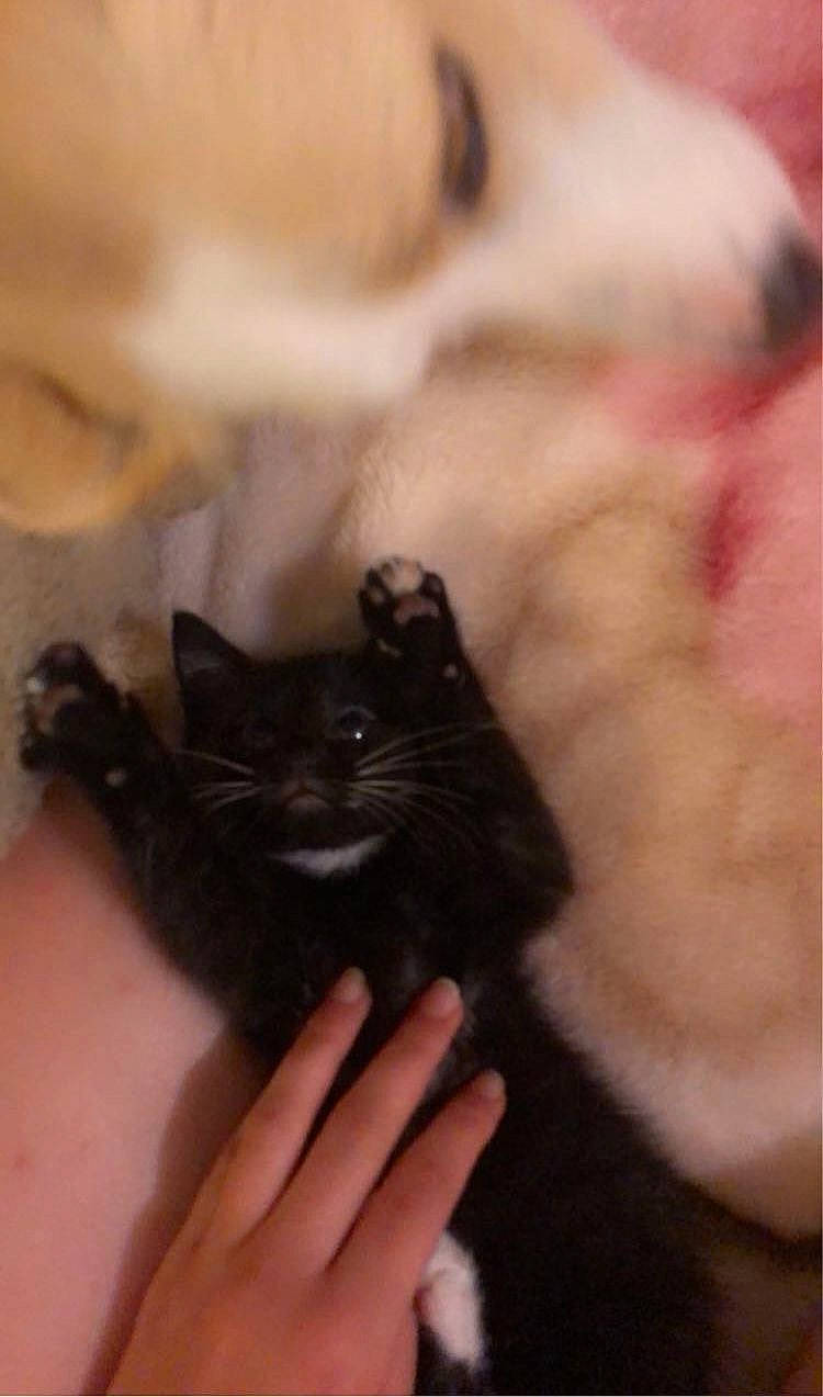 Maô a rejoint le concours — aidez-le/la à gagner de superbes lots ! black_cat, carnivore, cat, claw, comfort, companion_dog, dog, domestic_short_haired_cat, fawn, felidae, fur, gesture, nail, paw, small_to_medium_sized_cats, snout, tail, terrestrial_animal, whiskers