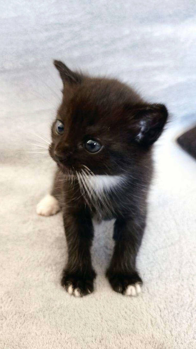 Maô a rejoint le concours — aidez-le/la à gagner de superbes lots ! black_cat, bombay, carnivore, cat, claw, domestic_short_haired_cat, fawn, felidae, flooring, fur, paw, plant, sitting, small_to_medium_sized_cats, snout, tail, terrestrial_animal, whiskers, window