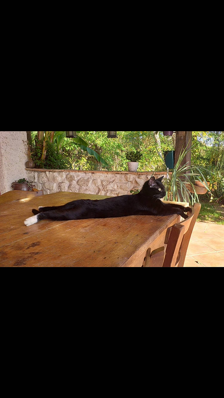 Maô a rejoint le concours — aidez-le/la à gagner de superbes lots ! brown, cat, comfort, felidae, floor, flooring, grass, hardwood, landscape, plant, rectangle, shade, soil, tail, terrestrial_animal, tints_and_shades, tree, trunk, wood, wood_stain