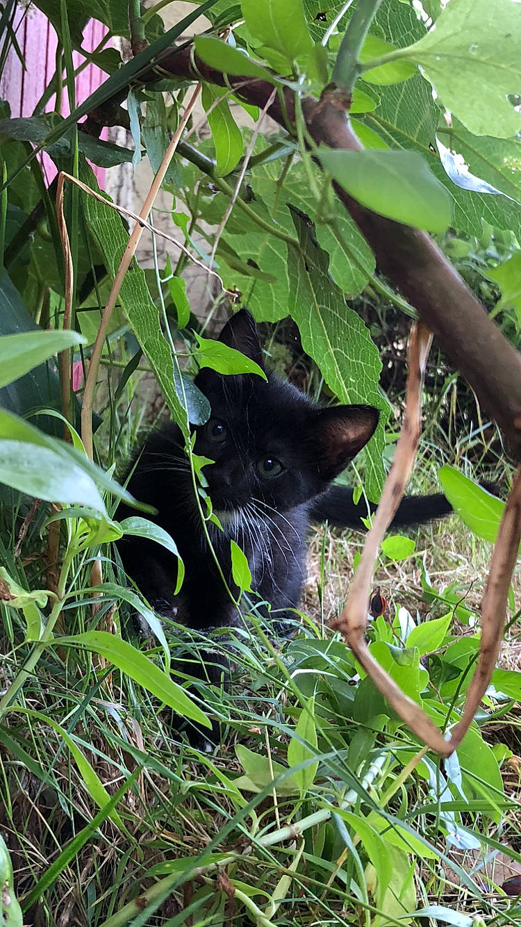 Maô a rejoint le concours — aidez-le/la à gagner de superbes lots ! bombay, botany, carnivore, cat, domestic_short_haired_cat, felidae, fur, grass, groundcover, herb, herbaceous_plant, organism, plant, small_to_medium_sized_cats, terrestrial_animal, terrestrial_plant, whiskers, wildlife