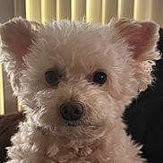 Buttons is registered to the contest to win money with this photo: adorable, close_up, companion, couch, curly_fur, dark_eyes, dog, ears, fluffy, indoor, looking_at_camera, nose, pet, portrait, puppy, sitting, small_breed, vertical_blinds, whiskers, white_fur