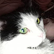 Comète participe au concours pour gagner de l'argent avec cette photo : animal, background, black_and_white, blur, cat, close_up, domestic_animal, eyes, face, fur, green_eyes, head, indoor, nose, overexposed, person, pet, portrait, smile, whiskers