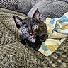Baby Girl joined the competition — help win amazing prizes! kitten, cat, black_cat, blue_eyes, animal, pet, close_up, portrait, couch, blanket, furniture, indoors, cozy, cuddly, fluffy, ears, whiskers, tongue, sitting, relaxed
