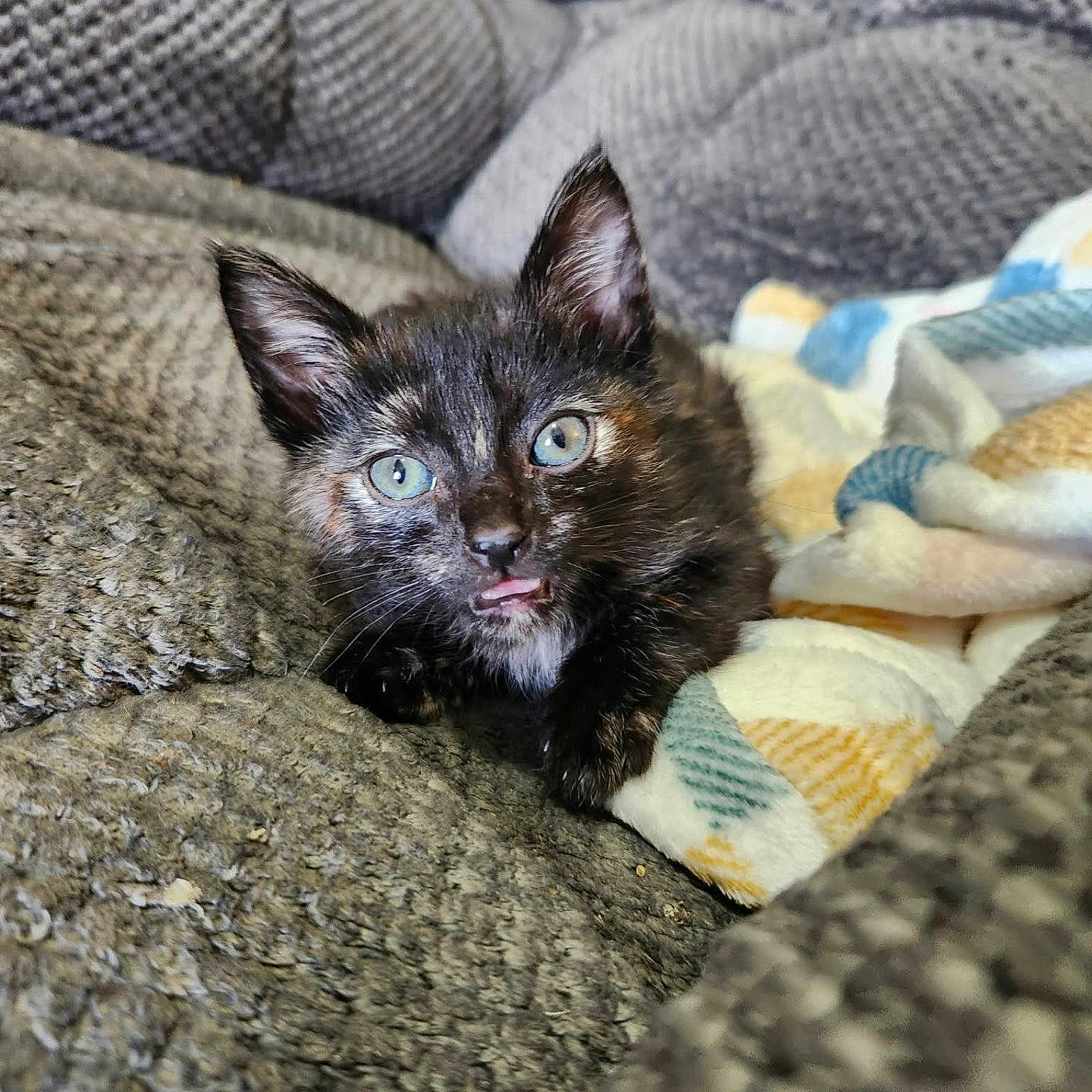 Baby Girl joined the competition — help win amazing prizes! kitten, cat, black_cat, blue_eyes, animal, pet, close_up, portrait, couch, blanket, furniture, indoors, cozy, cuddly, fluffy, ears, whiskers, tongue, sitting, relaxed