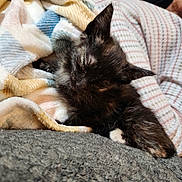 Baby Girl joined the competition — help win amazing prizes! kitten, cat, tortoiseshell, sleeping, cozy, blanket, cuddled, indoor, home, pet, feline, fur, whiskers, ears, paw, relaxed, resting, close_up, human_hand, gray_fabric