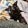 kitten, cat, tortoiseshell, sleeping, cozy, blanket, cuddled, indoor, home, pet, feline, fur, whiskers, ears, paw, relaxed, resting, close_up, human_hand, gray_fabric