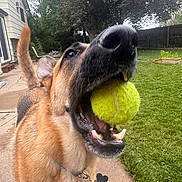 Tango is registered to the contest to win money with this photo: animal, canine, closeup, collar, daylight, dog, german_shepherd, grass, happy, house, mouth, outdoor, pet, playful, sidewalk, tag, tail, tennis_ball, tree, yard