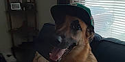 Tango is registered to the contest to win money with this photo: animal, blinds, canine, cap, collar, couch, dog, domestic_animal, furniture, german_shepherd, happy, indoor, living_room, pet, picture_frames, seated, shelf, smiling, tongue_out, window
