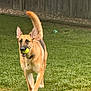 Tango joined the competition — help win amazing prizes! active, animal, canine, collar, daylight, dog, fence, fetch, german_shepherd, grass, happy, mammal, nature, outdoor, pet, playing, running, tail, tennis_ball, yard