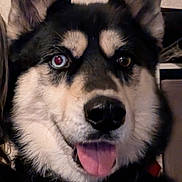 Orka participe au concours pour gagner de l'argent avec cette photo : dog, canine, close_up, portrait, happy, tongue_out, heterochromia, black_fur, white_fur, ears_up, pet, animal, indoor, face, furry, cute, friendly, mammal, companion, smiling