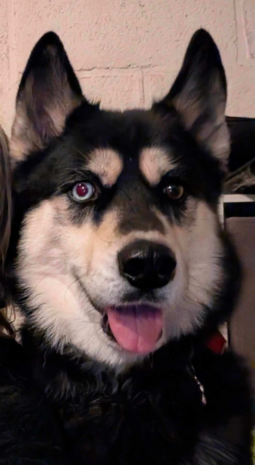 Orka