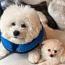 dog, puppy, fluffy, white_dog, blue_jacket, pet, cute, cozy, couch, indoor, small_dog, companion, fur, animal, resting, domestic, friendship, portrait, relaxed, adorable