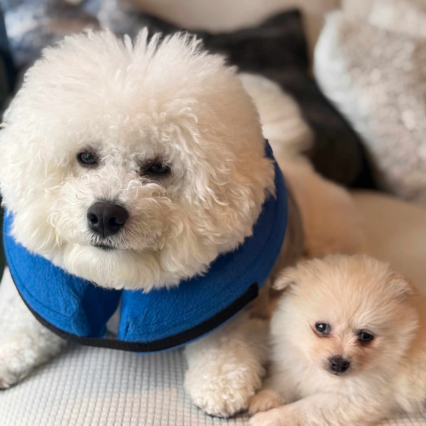 Fluffy And Zukie