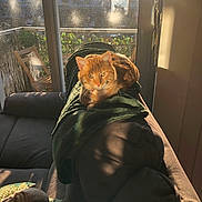 Prada participe au concours pour gagner de l'argent avec cette photo : afternoon, balcony, blanket, cat, chair, couch, cozy, decorations, festive, furniture, green, home, indoor, orange_cat, pet, plant, relaxing, shadow, sunlight, window