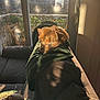 afternoon, balcony, blanket, cat, chair, couch, cozy, decorations, festive, furniture, green, home, indoor, orange_cat, pet, plant, relaxing, shadow, sunlight, window