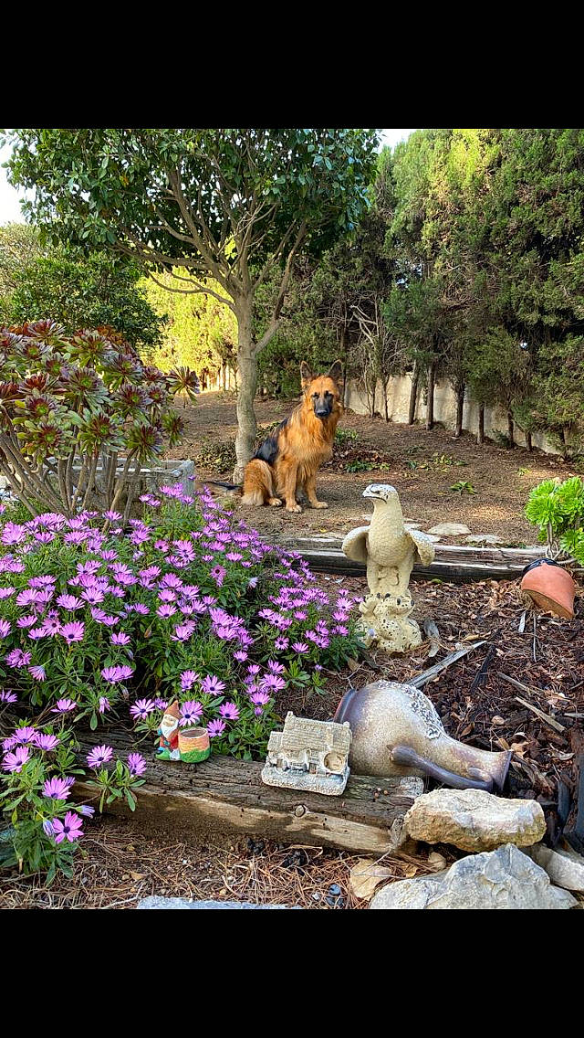 Roxie a rejoint le concours — aidez-le/la à gagner de superbes lots ! annual_plant, art, carnivore, dog, fawn, flower, garden, grass, groundcover, herbaceous_plant, landscape, landscaping, leisure, petal, plant, sculpture, shrub, statue, tree, wood