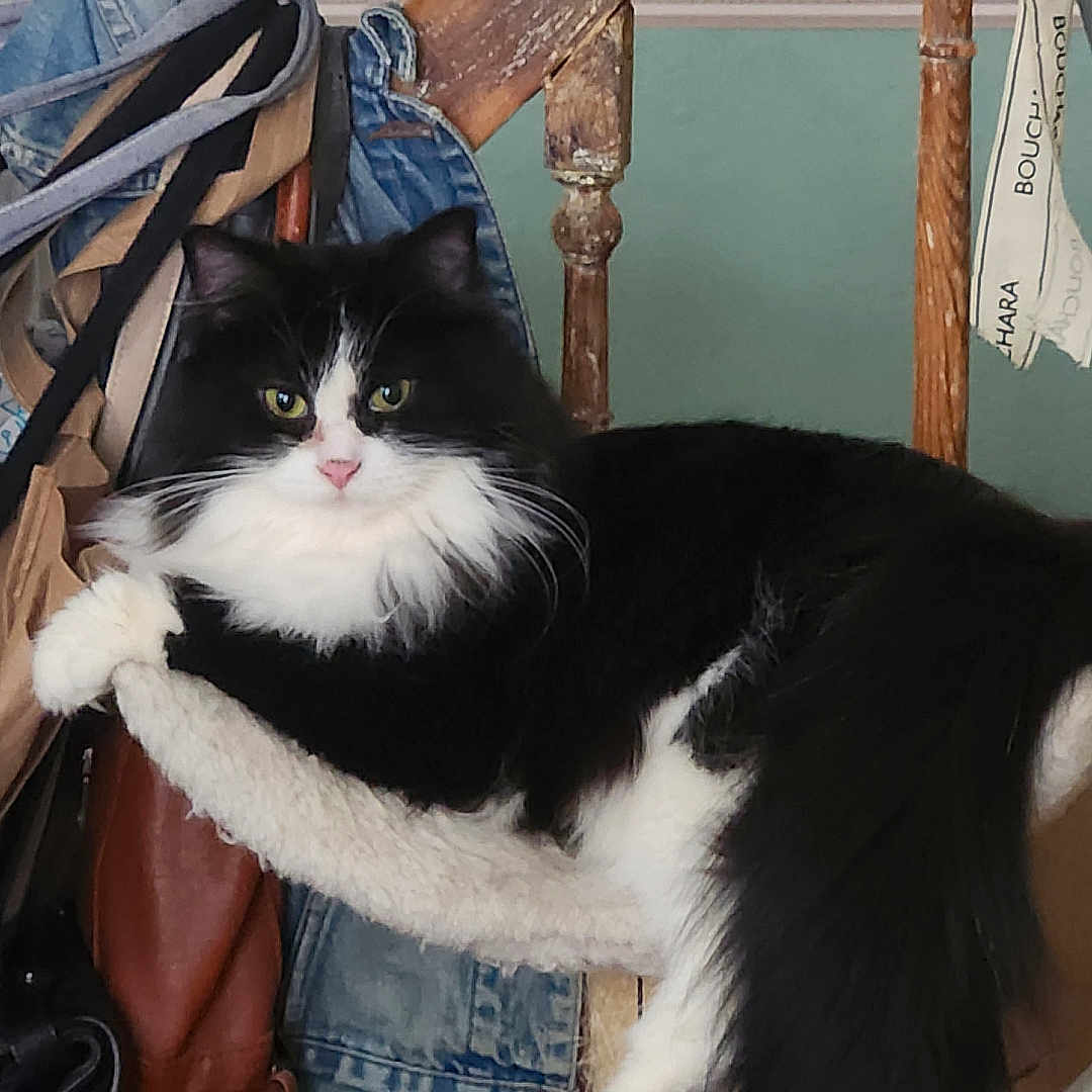 Georgette