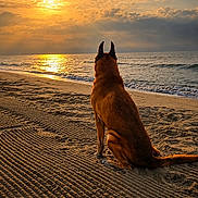 Hancock participe au concours pour gagner de l'argent avec cette photo : dog, beach, sunset, ocean, sand, waves, sky, clouds, sun, nature, outdoor, animal, landscape, serene, peaceful, silhouette, evening, calm, reflection, canine