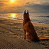 dog, beach, sunset, ocean, sand, waves, sky, clouds, sun, nature, outdoor, animal, landscape, serene, peaceful, silhouette, evening, calm, reflection, canine