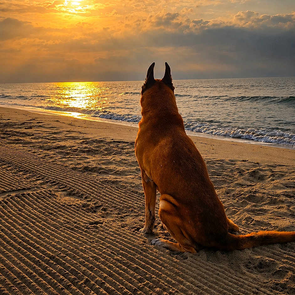 Hancock participe au concours pour gagner de l'argent avec cette photo : dog, beach, sunset, ocean, sand, waves, sky, clouds, sun, nature, outdoor, animal, landscape, serene, peaceful, silhouette, evening, calm, reflection, canine