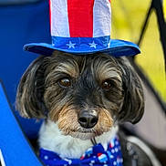 Papi joined the competition — help win amazing prizes! dog, hat, bow_tie, patriotic, stars, stripes, face, fur, animal, pet, portrait, closeup, chair, blue, costume, cute, outdoor, celebration, accessory, canine