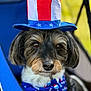dog, hat, bow_tie, patriotic, stars, stripes, face, fur, animal, pet, portrait, closeup, chair, blue, costume, cute, outdoor, celebration, accessory, canine
