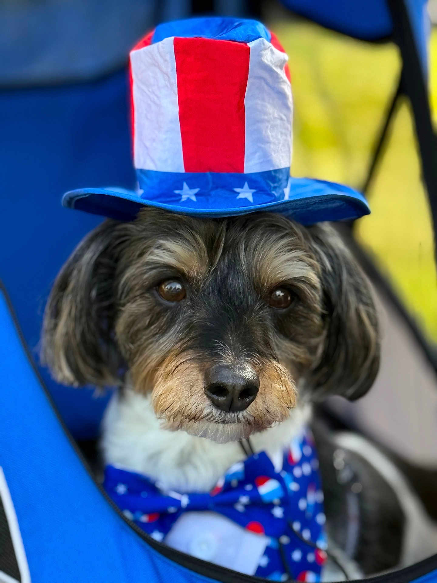 Papi joined the competition — help win amazing prizes! dog, hat, bow_tie, patriotic, stars, stripes, face, fur, animal, pet, portrait, closeup, chair, blue, costume, cute, outdoor, celebration, accessory, canine