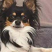 Venom participe au concours pour gagner de l'argent avec cette photo : dog, small_dog, fluffy_fur, black_and_white, brown_markings, pet, indoor, couch, resting, relaxed, animal, close_up, portrait, ears_up, long_hair, cute, companion, canine, domestic_animal, furniture