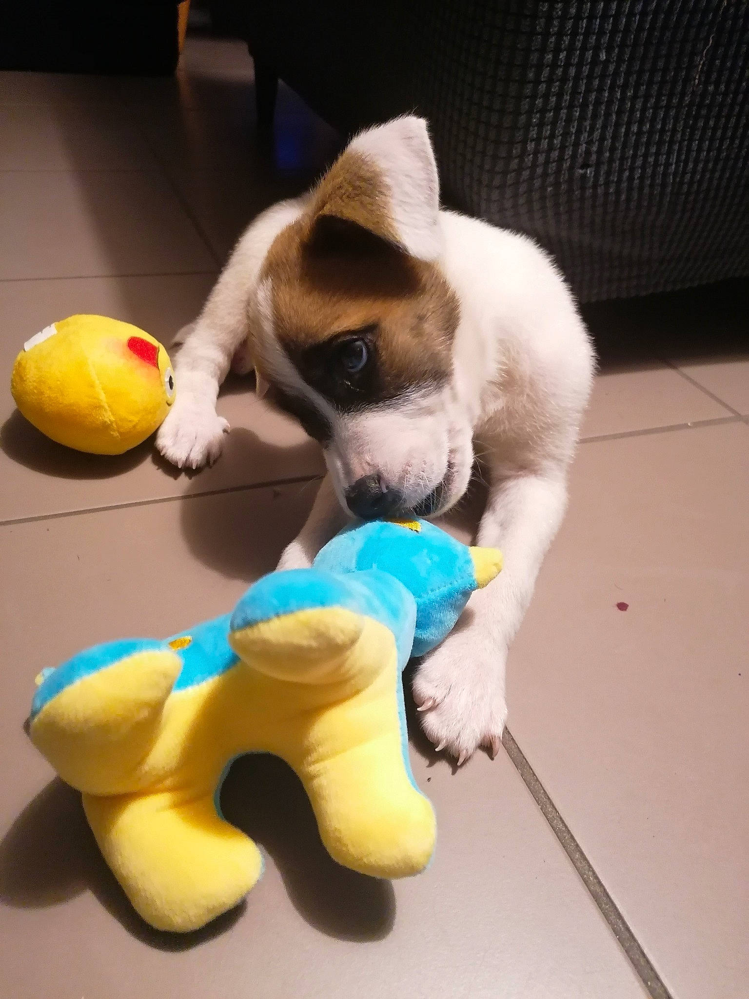 Ruben participe au concours pour gagner de l'argent avec cette photo : canidae, carnivore, companion_dog, dog, dog_breed, dog_toy, fawn, jack_russell_terrier, parson_russell_terrier, paw, play, plush, puppy, russell_terrier, stuffed_toy, tail, tennis_ball, textile, toy