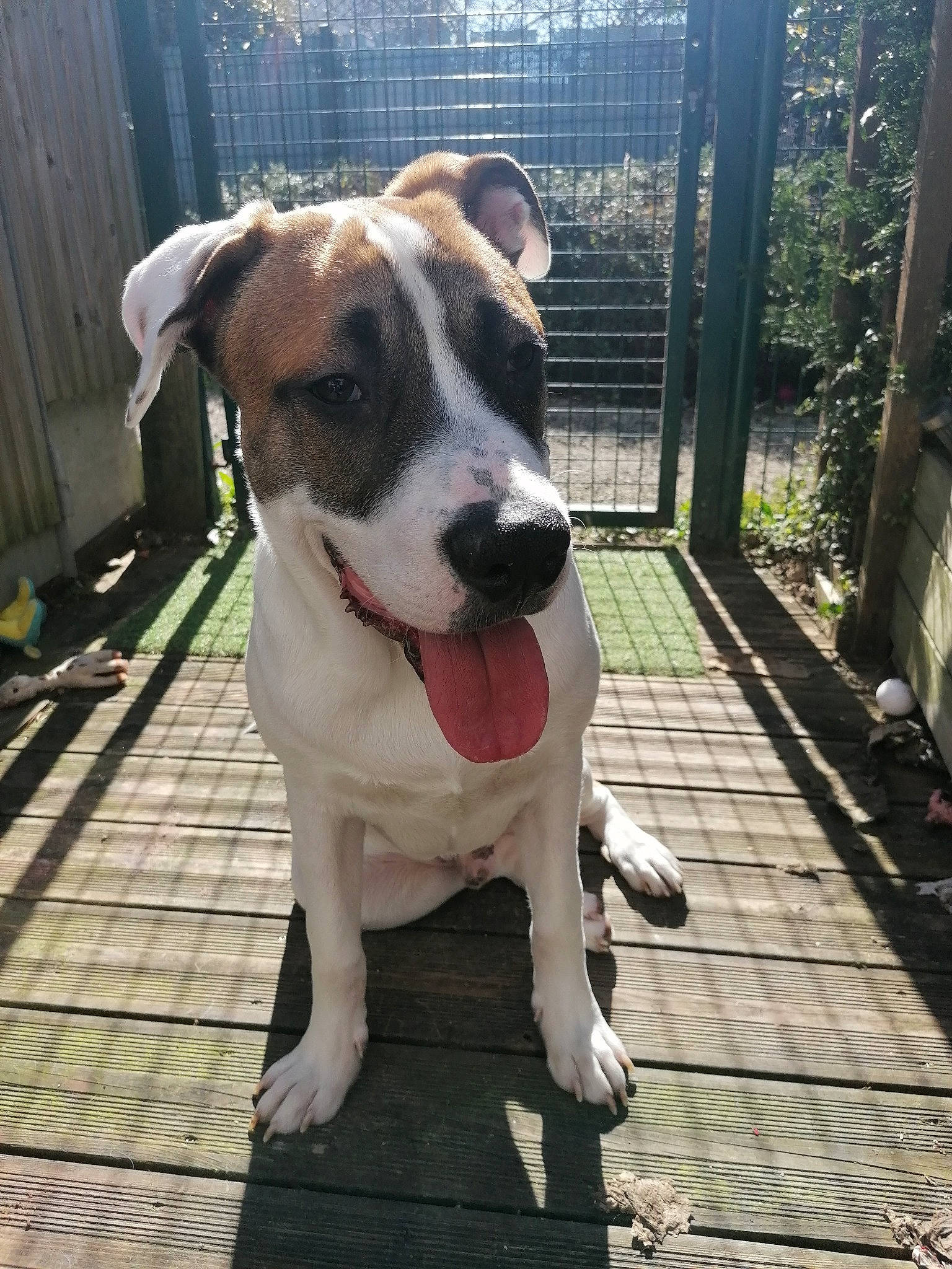 Ruben a rejoint le concours — aidez-le/la à gagner de superbes lots ! bull_and_terrier, carnivore, collar, companion_dog, dog, dog_breed, dog_collar, dog_supply, fawn, fence, flooring, guard_dog, leash, pet_supply, plant, sporting_group, tail, whiskers, working_animal, working_dog