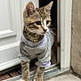 Prince a rejoint le concours — aidez-le/la à gagner de superbes lots ! animal, bell, cat, collar, curious, cute, domestic, doorway, exploring, focused, fur, indoor, kitten, paws, pet, small, sweater, tabby, whiskers, young