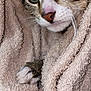 animal, cat, close_up, comfort, cozy, cute, domestic_cat, fur, green_eyes, indoors, paw, pet, relaxed, resting, sleepy, snug, soft_texture, tabby, towel, whiskers