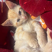 Creamy a rejoint le concours — aidez-le/la à gagner de superbes lots ! kitten, cat, orange_tabby, feline, pet, animal, cute, cozy, blanket, red_blanket, snuggled, relaxed, fur, whiskers, paws, indoor, closeup, sleepy, soft, young_cat