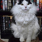Clover is registered to the contest to win money with this photo: cat, fluffy, black_and_white, pet, indoor, bookshelf, books, scratching_post, sitting, fur, animal, cute, portrait, feline, whiskers, eyes, nose, tail, calm, domestic